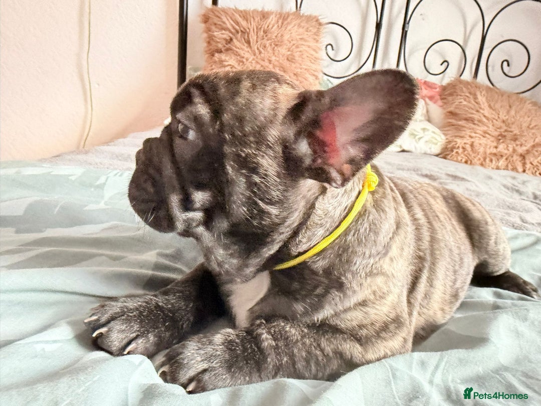 French Bulldog dogs for sale: Adorable French Bulldog puppies  - Advert 14