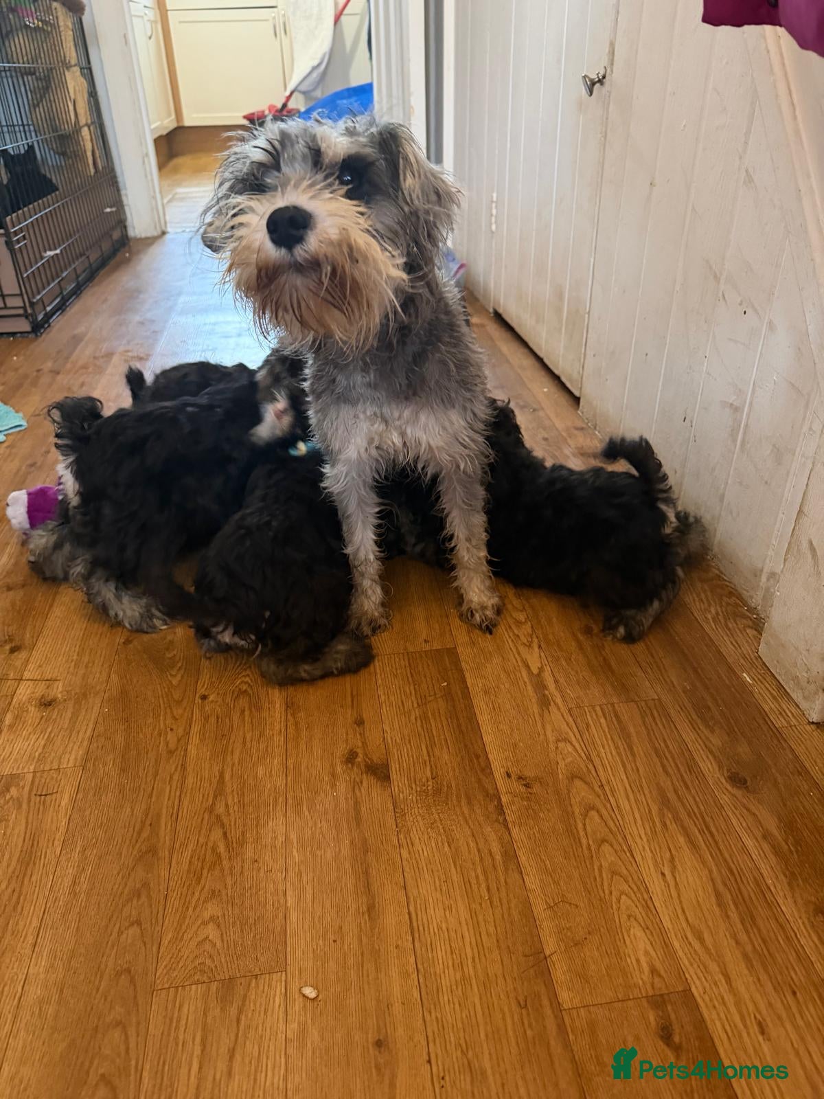 Miniature Schnauzer dogs Beautiful KC registered Shnauzers - Advert 1
