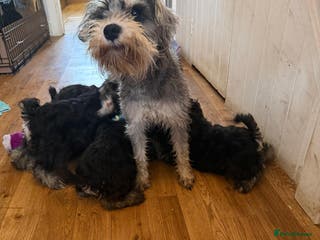 Miniature Schnauzer dogs Beautiful KC registered Shnauzers - Advert 3