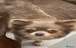 Chihuahua dogs for stud: Arlo - chihuahua long hair stud  - Image 2