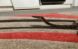 Python Snake reptiles for sale: female royal python plus 4ft vivarium  - Image 5