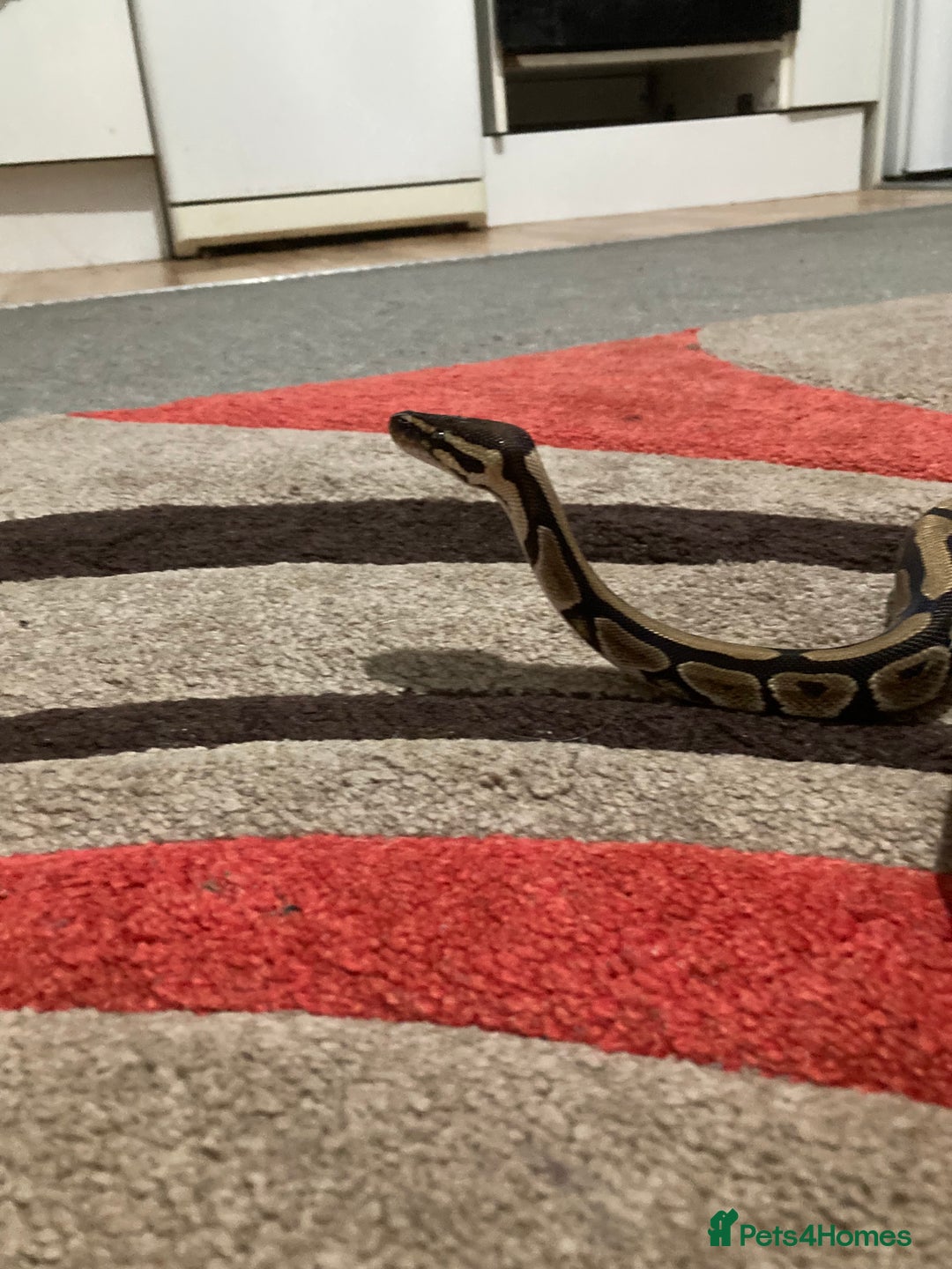 Python Snake reptiles for sale: female royal python plus 4ft vivarium  - Image 5