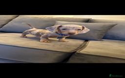 Miniature Dachshund dogs for sale: KC Miniature dachshund  - Image 5