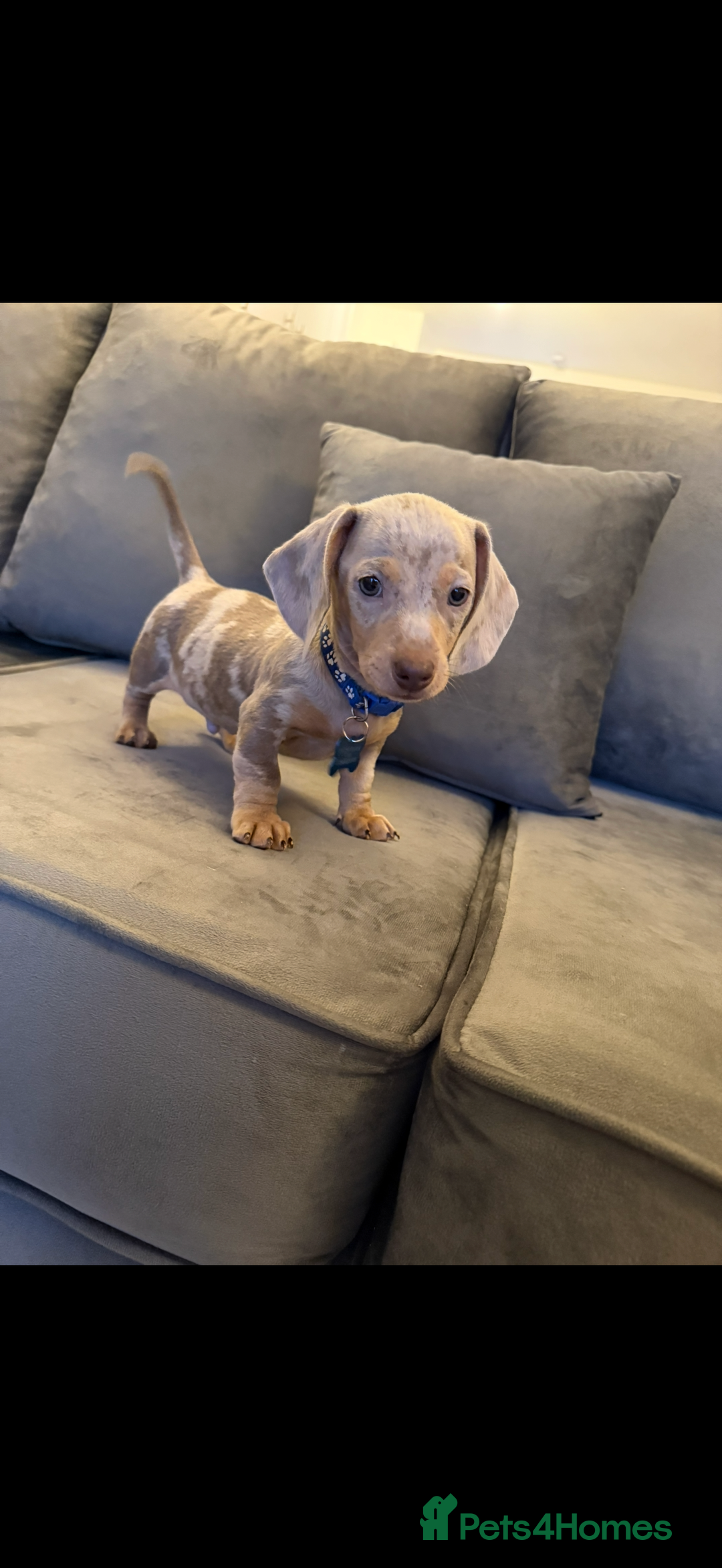 Miniature Dachshund dogs for sale: KC Miniature dachshund  - Image 5