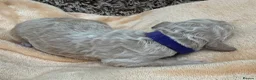 Double Doodle dogs for sale: Sunning littler of Doubledoodle puppies in Grimsby - Advert 17