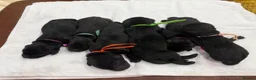 Labrador Retriever dogs for sale: LABRADOR RETRIEVER KC reg Puppies  in York - Advert 6