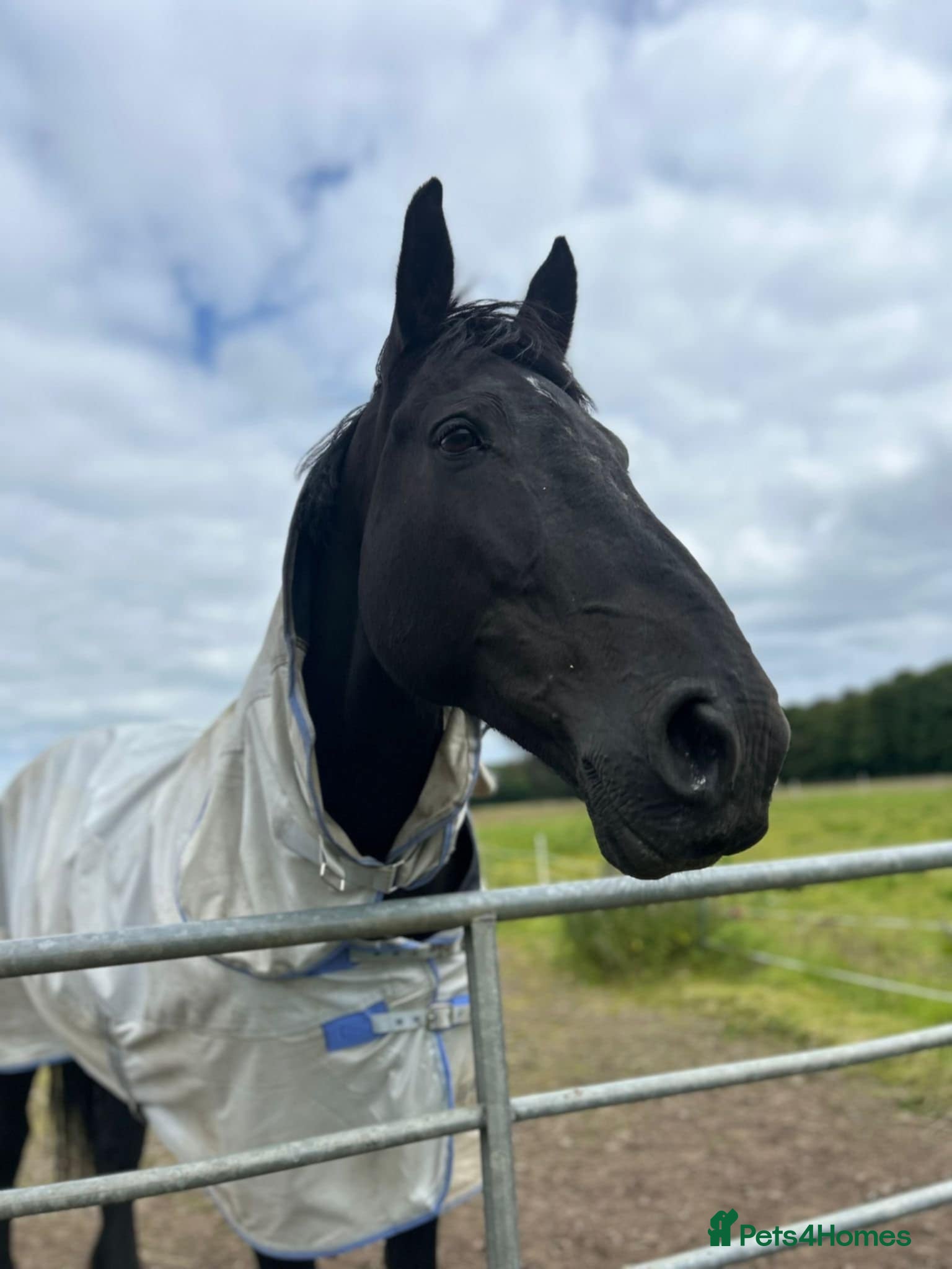 Irish Draught horses Beautiful Zahia - Advert 1