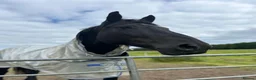 Irish Draught horses for sale: Beautiful Zahia - Advert 1