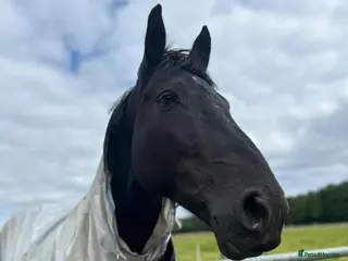Irish Draught horses Beautiful Zahia - Advert 15