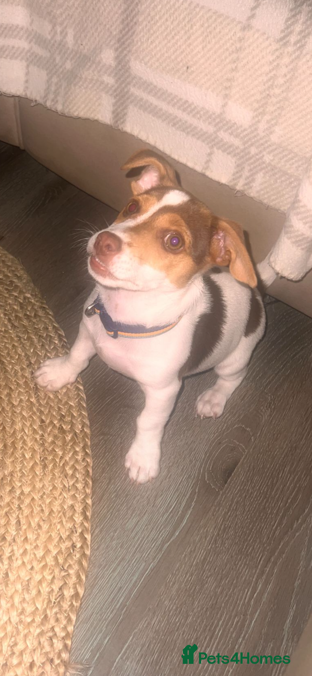 Jack Russell dogs for sale: Sad sale - Advert 1