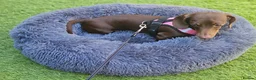Miniature Dachshund dogs for sale: Rosie, KC-registered Dachshund  - Advert 9