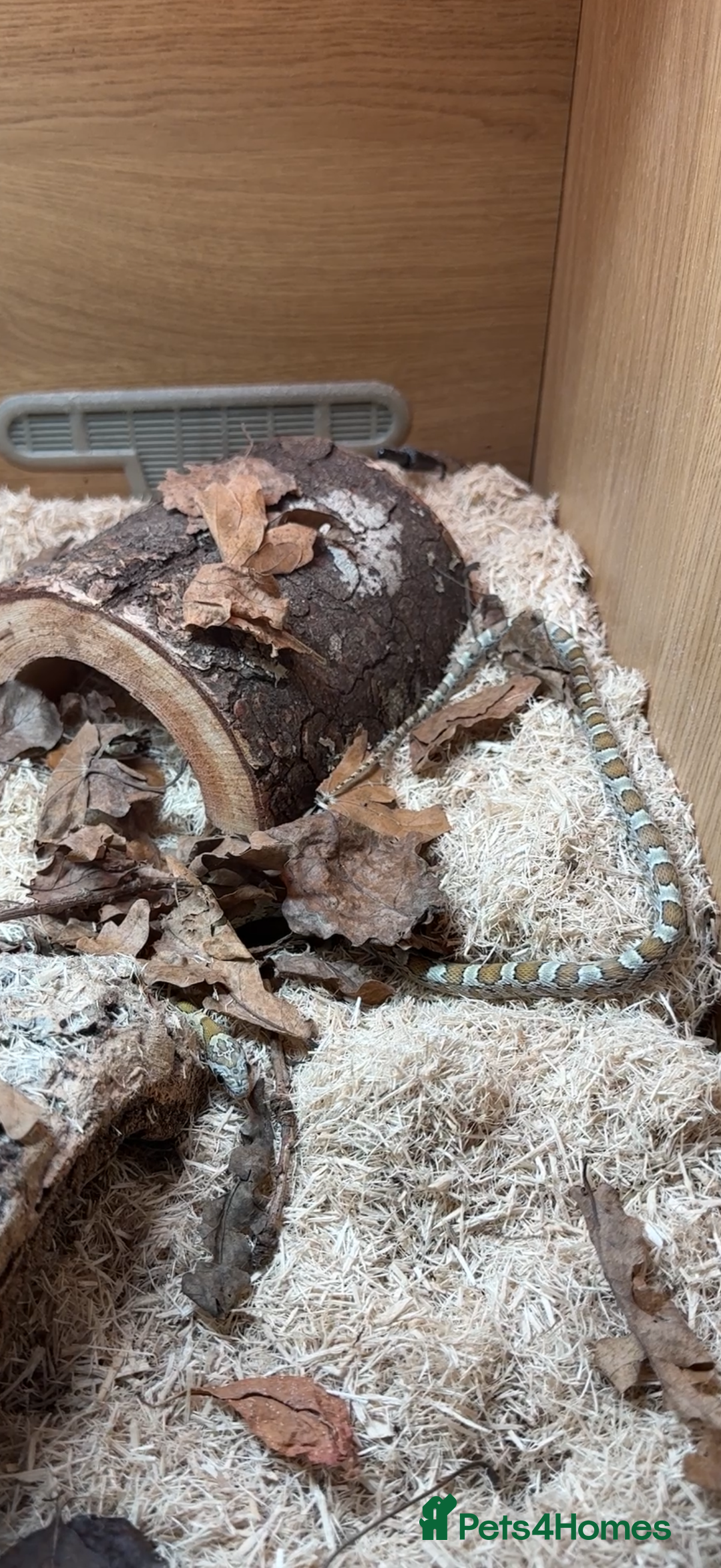 Corn Snake reptiles for sale: Corn snake for sale - Hyde, Manchester - Advert 3