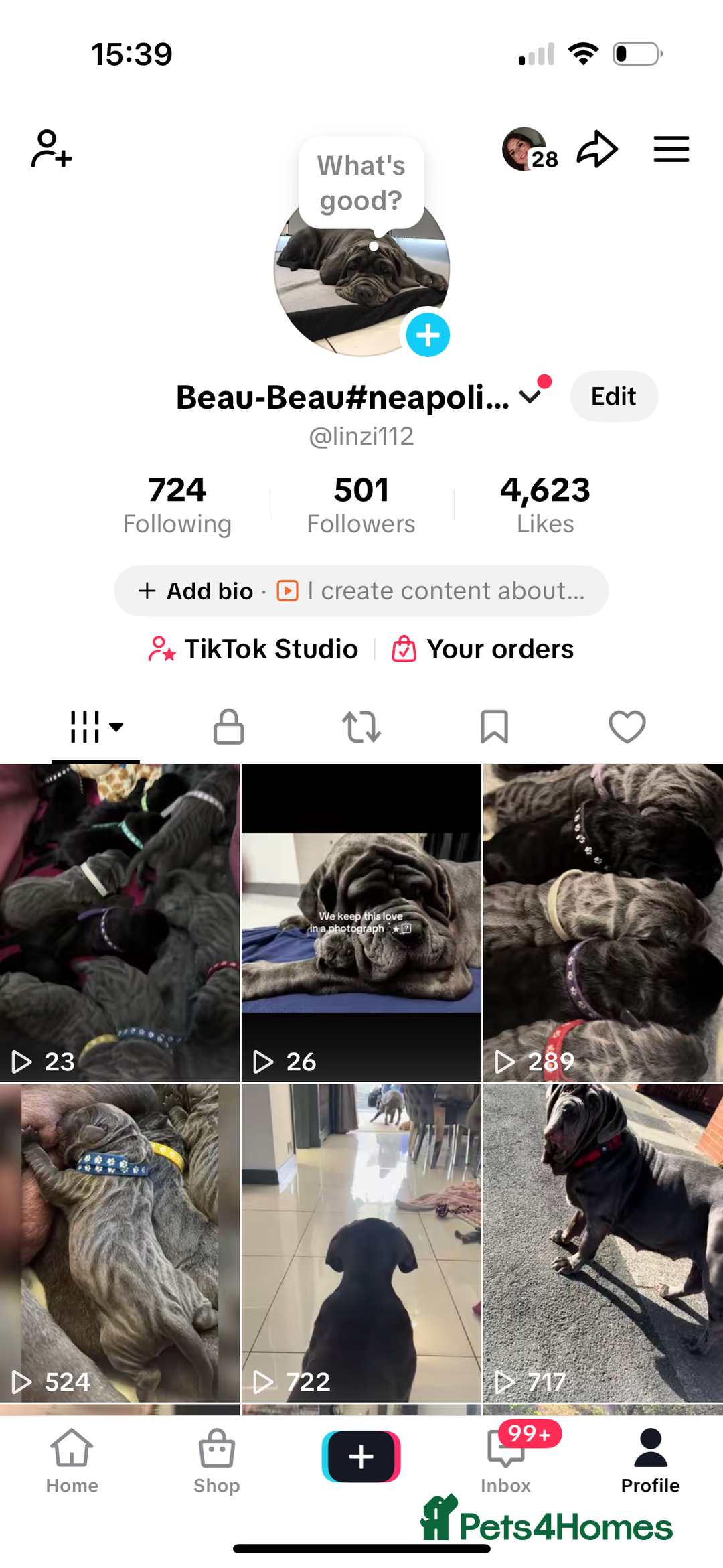 Neapolitan Mastiff dogs for sale: Neapolitan mastiff puppies  - Advert 20