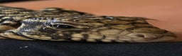 Lizard reptiles for sale: Argentine Black and White Tegu - Advert 2