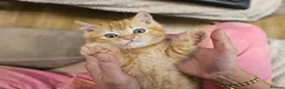 British Shorthair cats for sale: Beautiful British Shorthair & Longhair Kittens - Advert 22