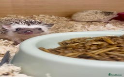 Pygmy Hedgehog rodents for sale: Adorable, Friendly African Pygmy Hedgehog Babies  - Image 2