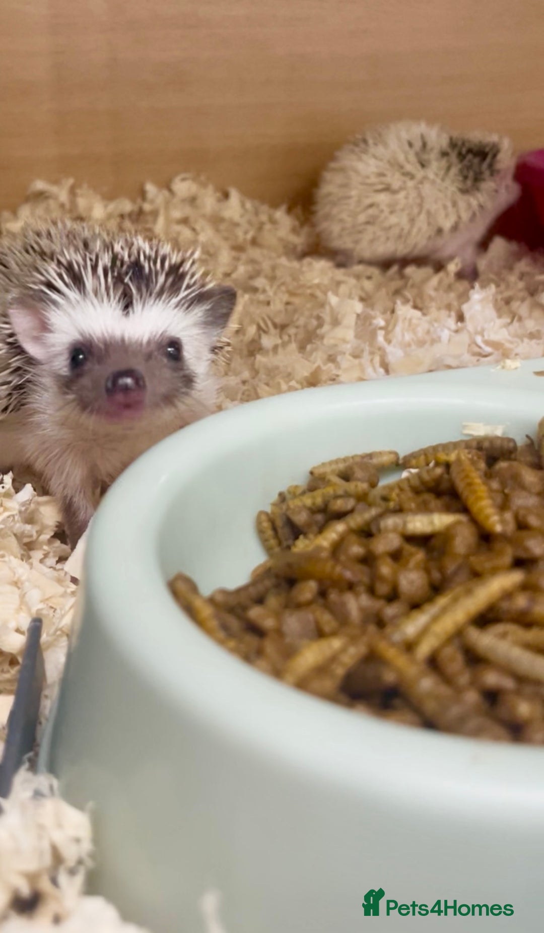 Pygmy Hedgehog rodents for sale: Adorable, Friendly African Pygmy Hedgehog Babies  - Image 2