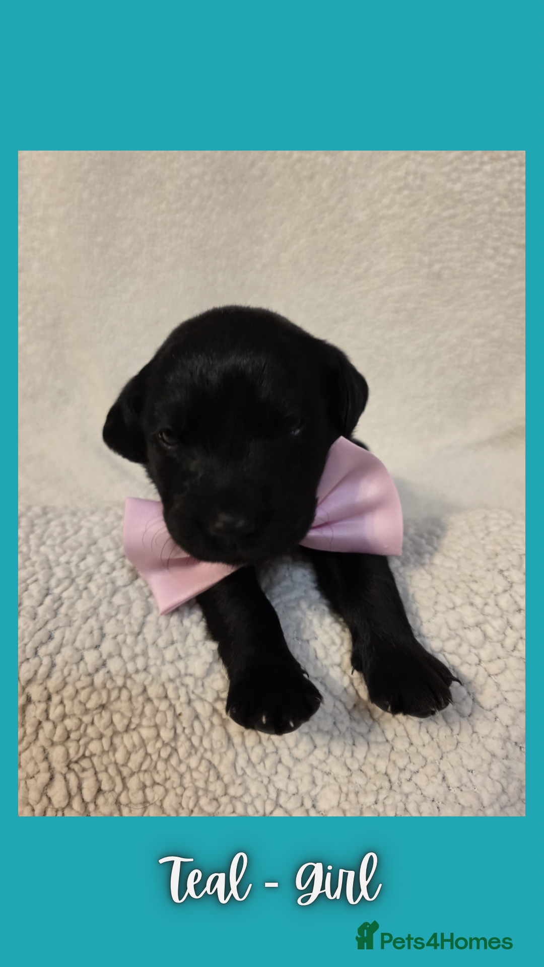 Goldador dogs for sale: Goldador puppies - Image 26