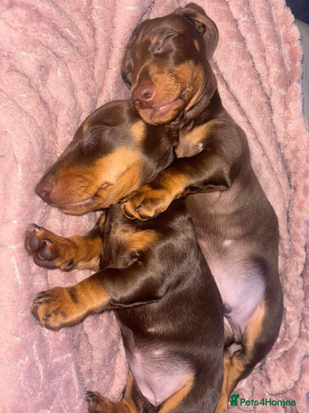 Miniature Dachshund dogs for sale: Beautiful little Chocolate boy 💙 - Advert 5