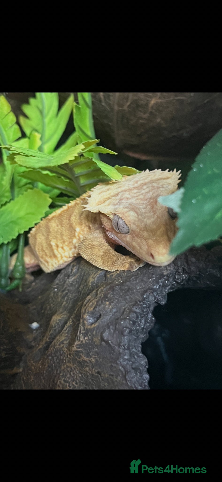 Gecko reptiles Crested Gecko & full setup  - Advert 1