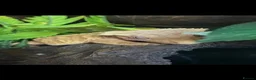 Gecko reptiles for sale: Crested Gecko & full setup  in Bishop Auckland - Advert 1