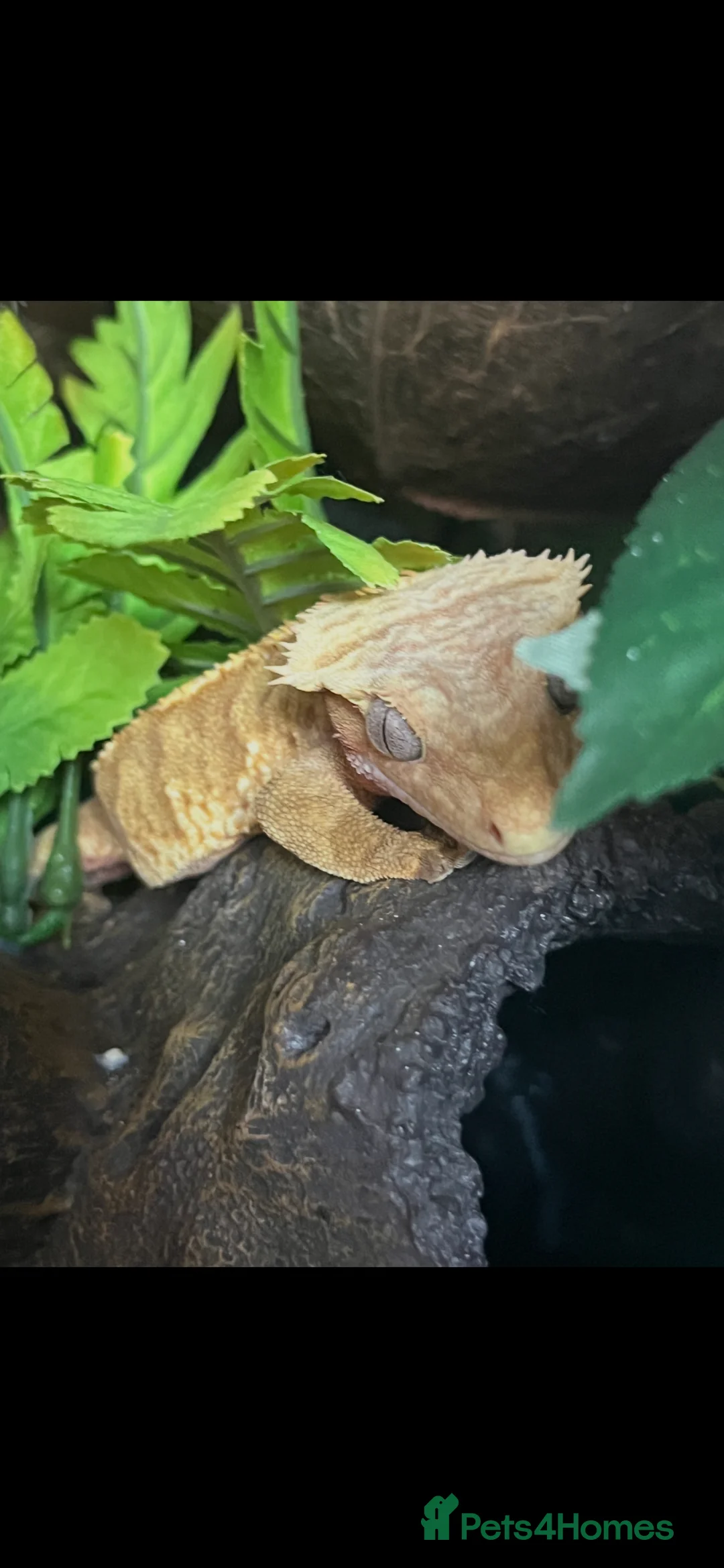Gecko reptiles for sale: Crested Gecko & full setup  in Bishop Auckland - Advert 1
