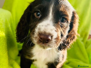 Cocker Spaniel dogs - Advert 2