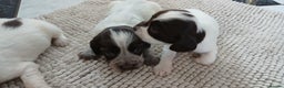 Cocker Spaniel dogs for sale: ‼️new updated photos‼️Stunning cocker spaniel Pups - Advert 5