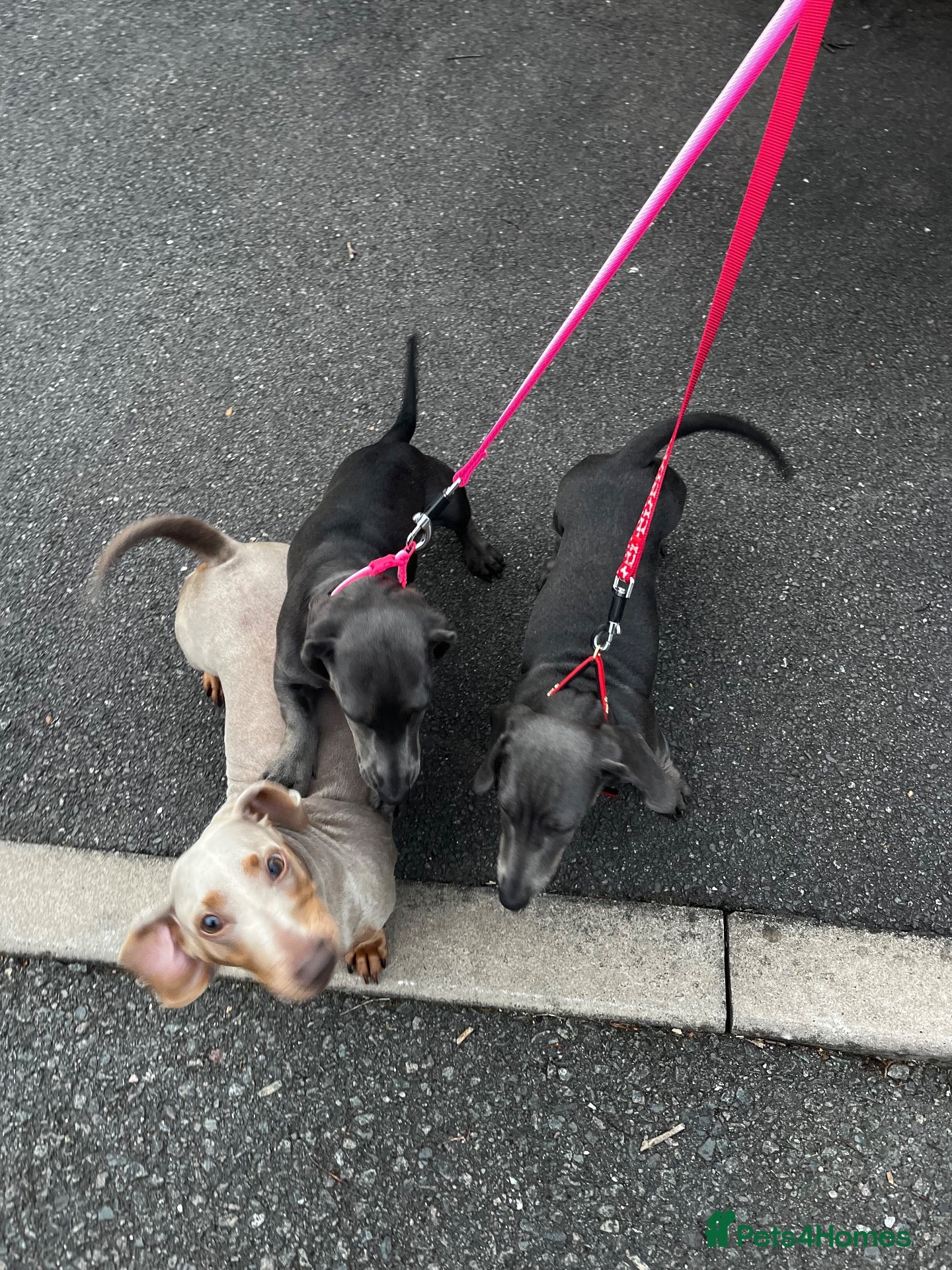 Dachshund dogs Stunning Dachshund girls last 2 of the litter  - Advert 2