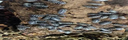 Mixed Breed invertebrates for sale: Mantis/stick isnects and eggs , snails, millipedes - Advert 3