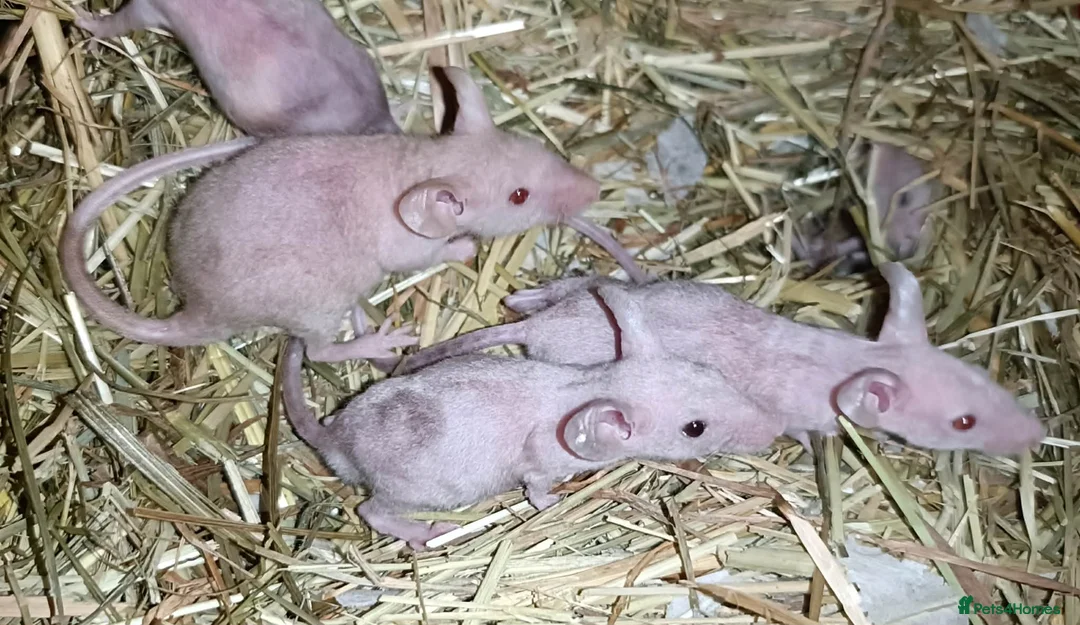 Mouse rodents for sale: Naked mice looking for new homes  in Holywell - Advert 1