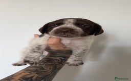 Mixed Breed dogs for sale: Litter of 9 healthy pups  - Image 19