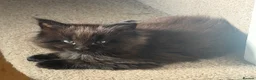 Maine Coon cats for sale: Big & Chuncky Maine coon kittens in Braintree - Advert 1