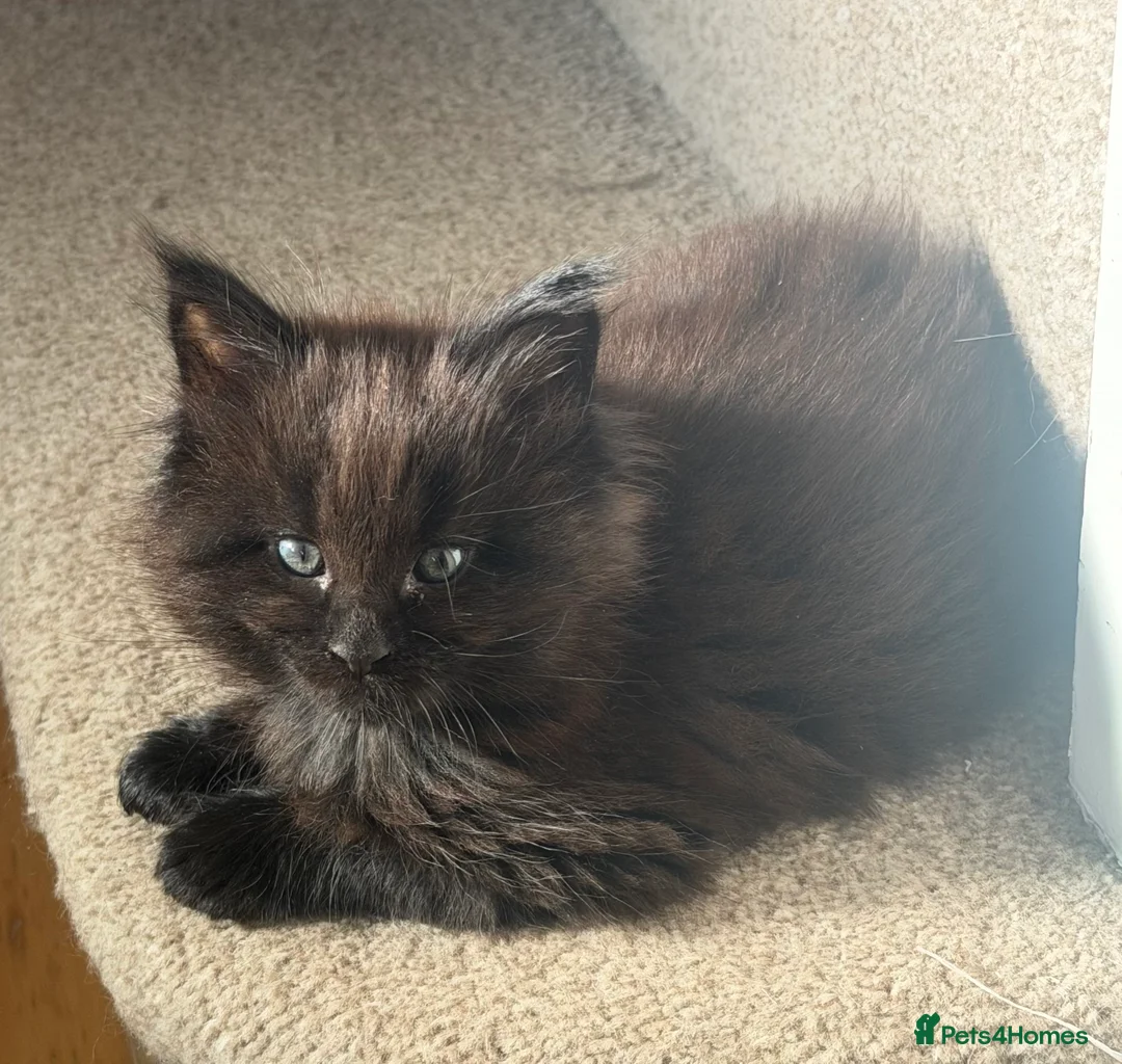 Maine Coon cats for sale: Big & Chuncky Maine coon kittens in Braintree - Advert 1