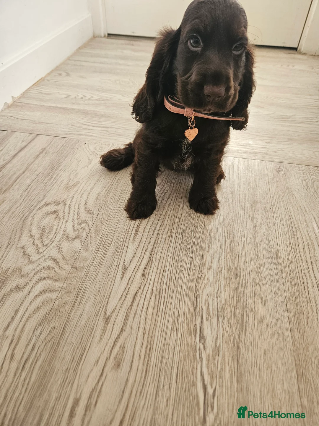 Cocker Spaniel dogs for sale: Show cocker spaniel  - Advert 2