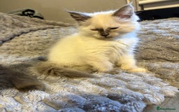 Maine Coon cats for sale: Maine coon cross ragdoll kittens  - Image 6