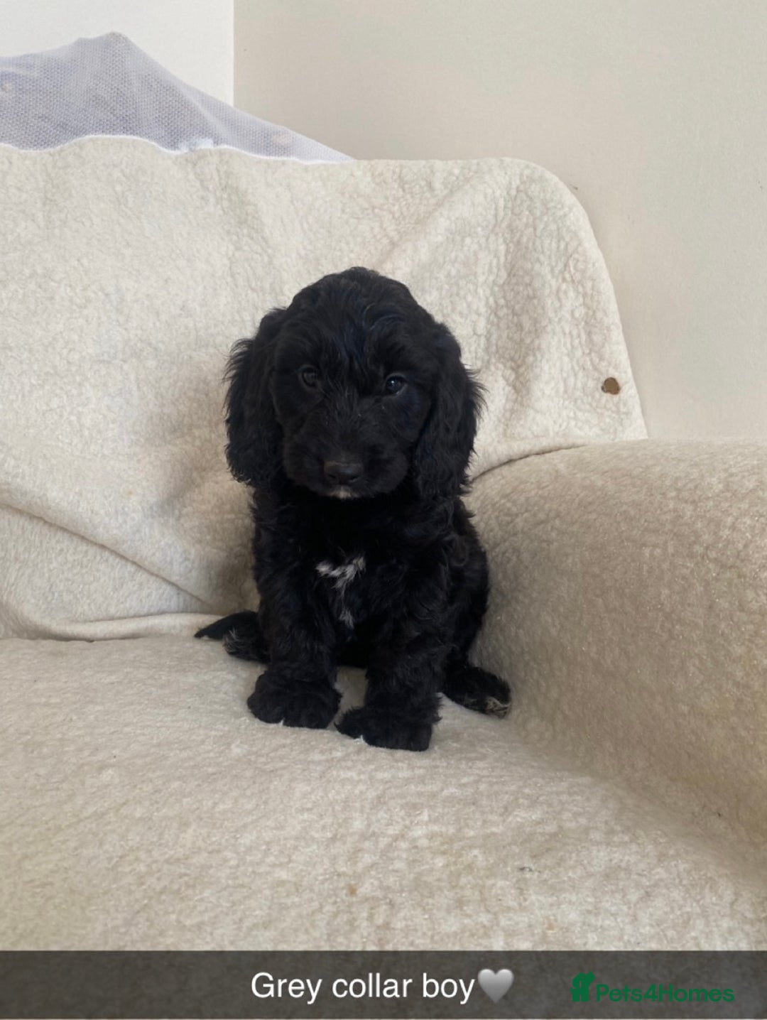 Cockapoo dogs for sale: 5 gorgeous cockapoo pups for sale  - Image 4