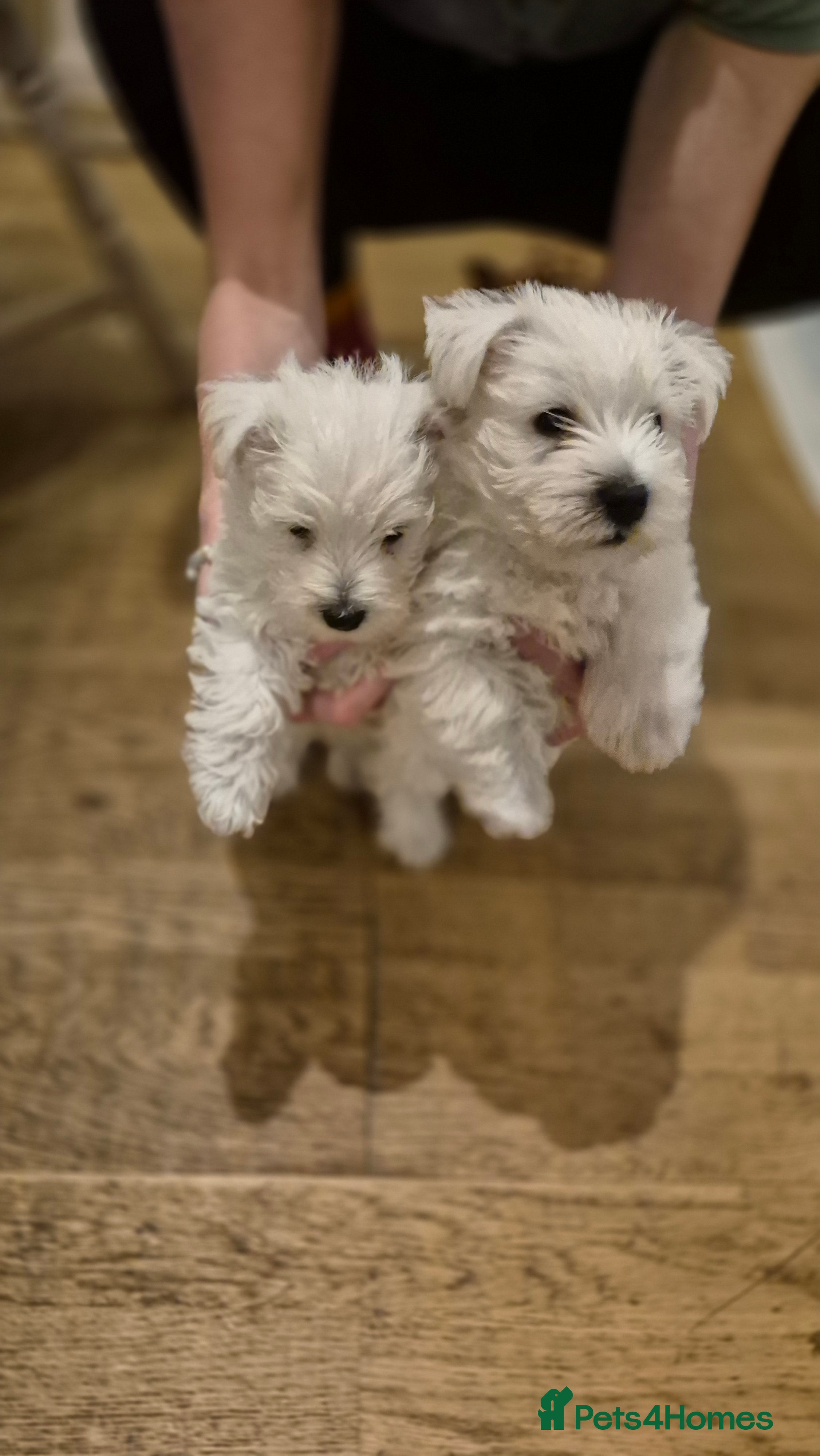 West Highland Terrier dogs 2 left - gorgeous Westie boys "Ron & George" - Advert 11