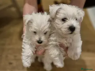 West Highland Terrier dogs 2 left - gorgeous Westie boys "Ron & George" - Advert 11