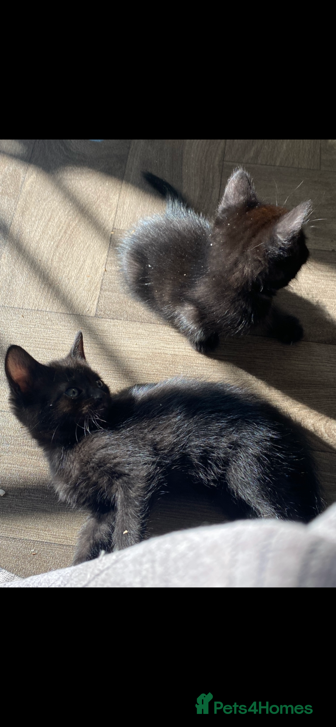 Mixed Breed cats for sale: 7 black kittens - Image 3