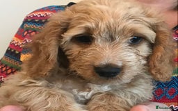 Cockapoo dogs for sale: 🐩🐶STUNNING F1 COCKAPOO PUPPIES🐶🐩 - Image 12