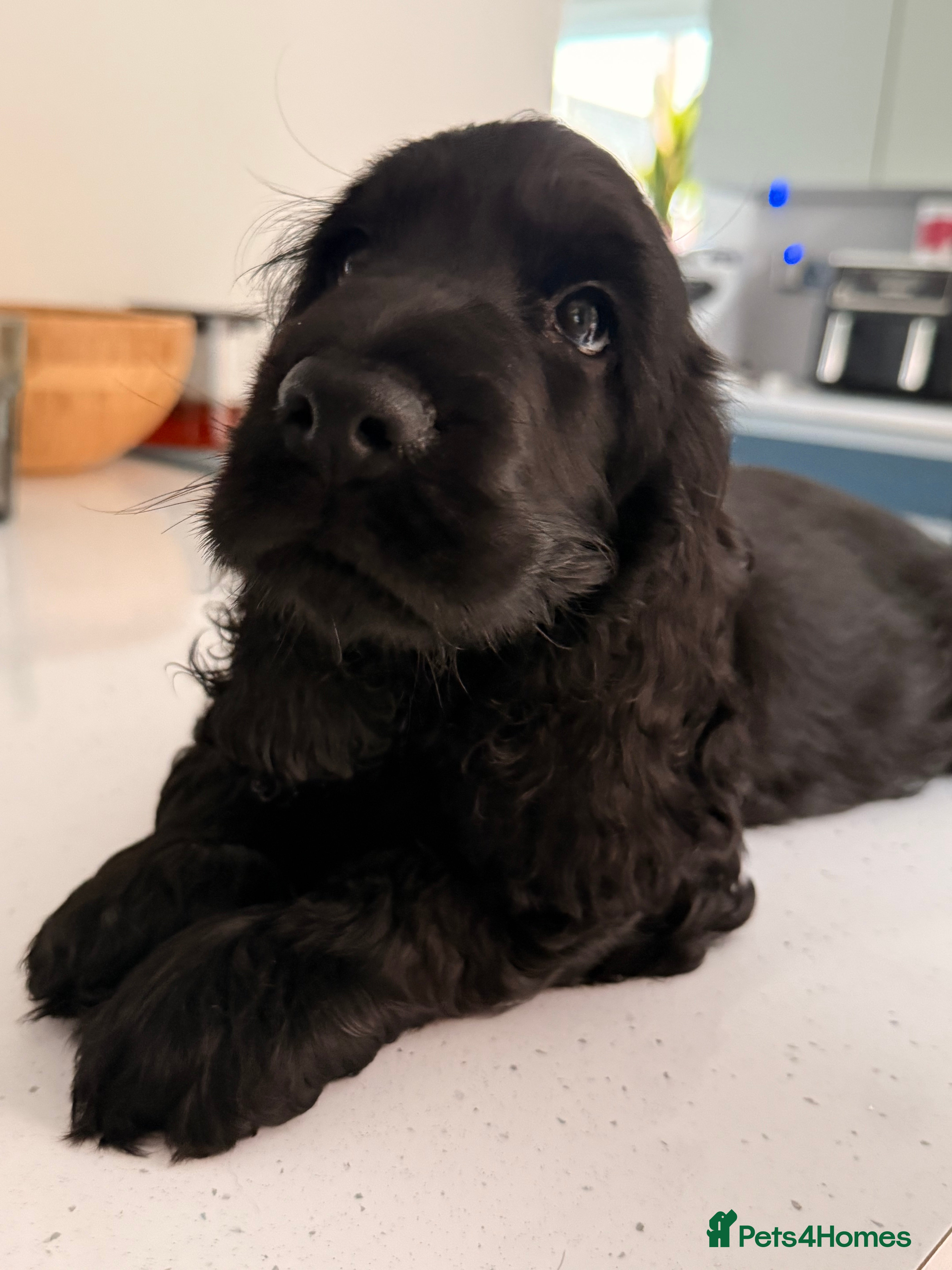 Cocker Spaniel dogs 🐾 1 LITTLE BOY LEFT KC Registered Show Cocker 🐾  - Advert 2