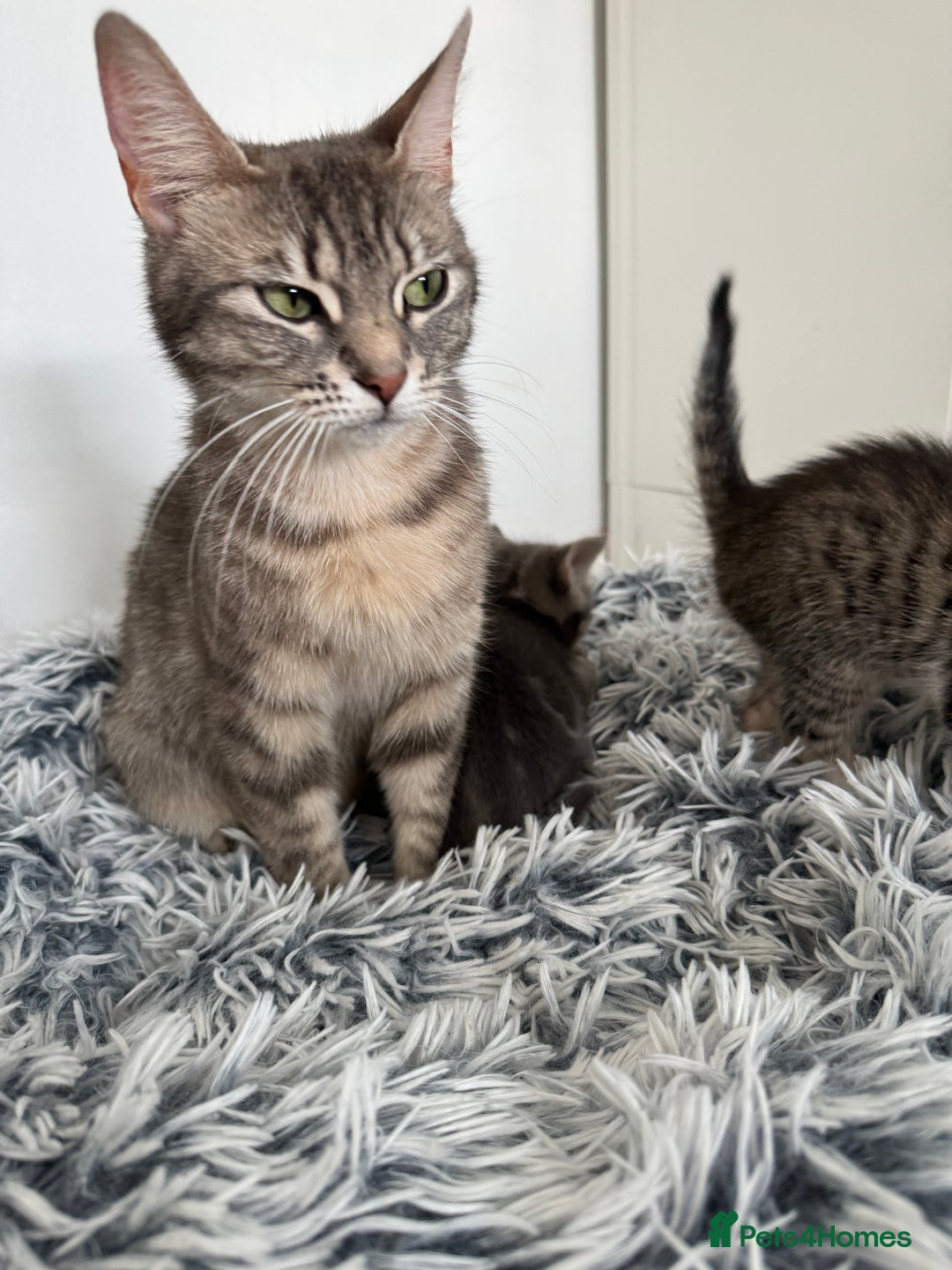 Mixed Breed cats for sale: Beautiful Kittens For Sale  - Image 22