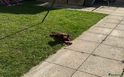 Cocker Spaniel dogs for sale: Beautiful cocker spaniel girl - Image 5