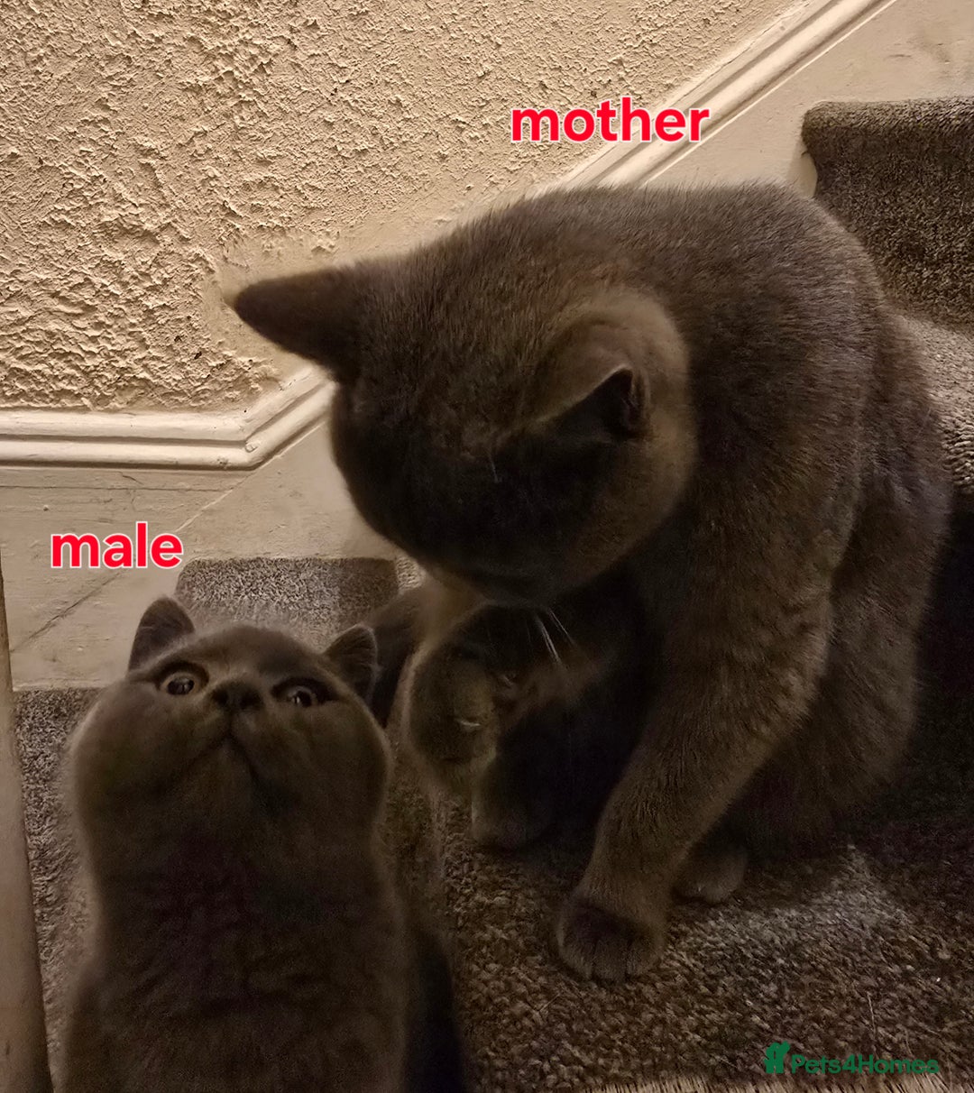 British Shorthair cats for sale: Adorable British Shorthair Kittens - Advert 7