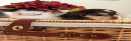 Cocker Spaniel dogs for sale: Show type cocker spaniels  - Advert 18