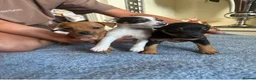 Jack Russell dogs for sale: Jack Russell  in Willenhall - Advert 3