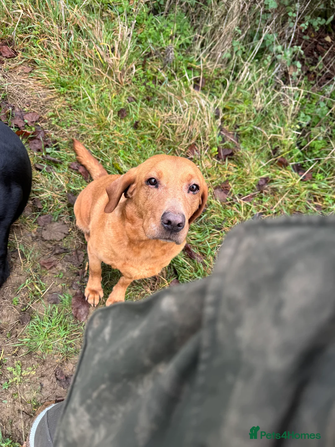 Labrador Retriever dogs for sale: Beautiful KC registered Lab boys  - Advert 28