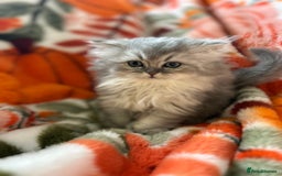 Scottish Fold cats for sale: Now Taking Reservations Scottish Straight  - Image 7