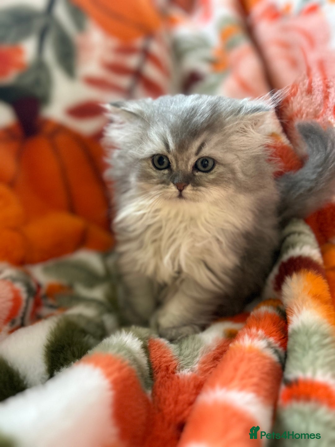 Scottish Fold cats for sale: Now Taking Reservations Scottish Straight  - Image 7
